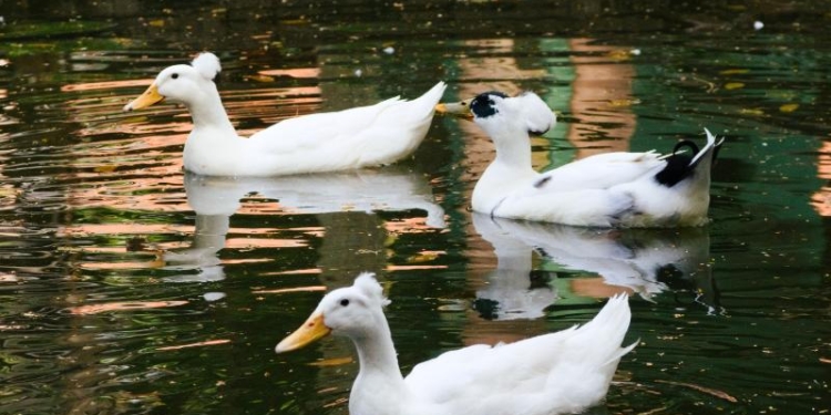 Marrecos pompom são os novos moradores do lago do Bosque dos Jequitibás