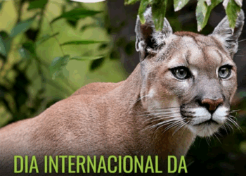 Mata de Santa Genebra celebra Dia da Onça-Parda com passeio especial