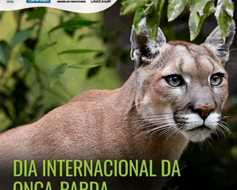 Mata de Santa Genebra celebra Dia da Onça-Parda com passeio especial