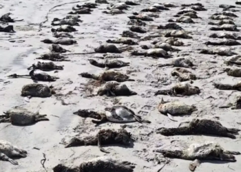 Mais de 700 pinguins são encontrados mortos no litoral de São Paulo