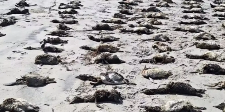 Mais de 700 pinguins são encontrados mortos no litoral de São Paulo