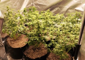 Polícia apreende estufa com seis pés de maconha no Jardim Esmeraldina, em Campinas