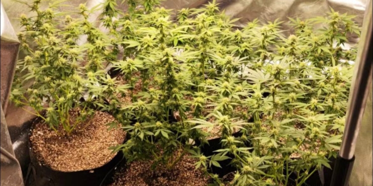 Polícia apreende estufa com seis pés de maconha no Jardim Esmeraldina, em Campinas