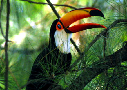 Aves do céu de Campinas: tucano, pica-pau e até maracanã encantam observadores da cidade