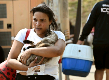 Consultório Veterinário Móvel oferece atendimento gratuito em Sousas durante mês de agosto