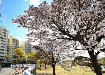 Ipês-brancos e amarelos despontam pelas ruas de Campinas