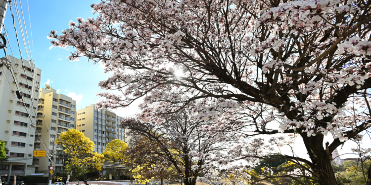 Ipês-brancos e amarelos despontam pelas ruas de Campinas