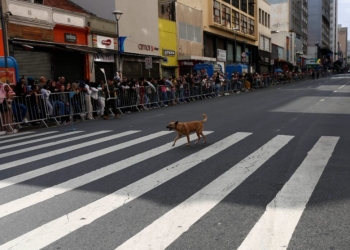 Cão caramelo ganha aplausos e espaço no desfile da Independência de Campinas