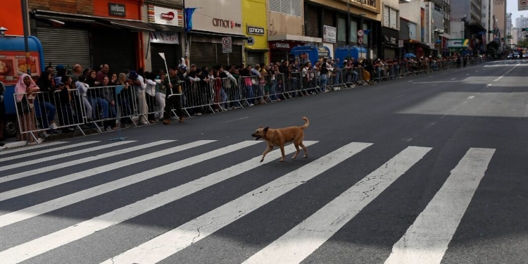 Cão caramelo ganha aplausos e espaço no desfile da Independência de Campinas