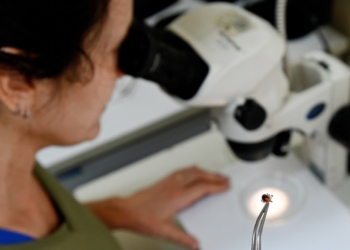 Saúde de Campinas reforça alerta sobre sazonalidade ligada à febre maculosa