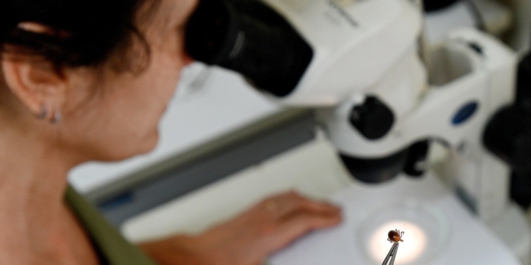 Saúde de Campinas reforça alerta sobre sazonalidade ligada à febre maculosa