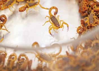 Jaguariúna coloca em pauta viabilidade de soro antiescorpiônico após 36 casos em 2025