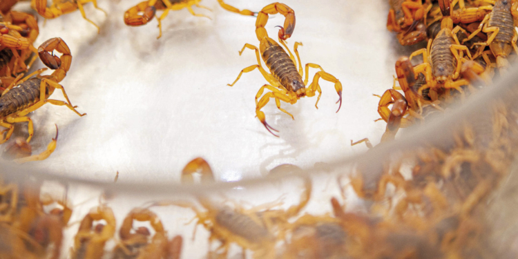 Jaguariúna coloca em pauta viabilidade de soro antiescorpiônico após 36 casos em 2025