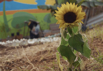 MIS Campinas exibe filme ‘Sol de Setembro’ nesta quarta-feira