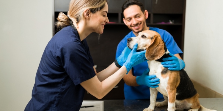 Dia do Médico-Veterinário: profissionais essenciais na Saúde Única