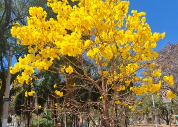 Primavera convida a recomeçar – por Kátia Camargo