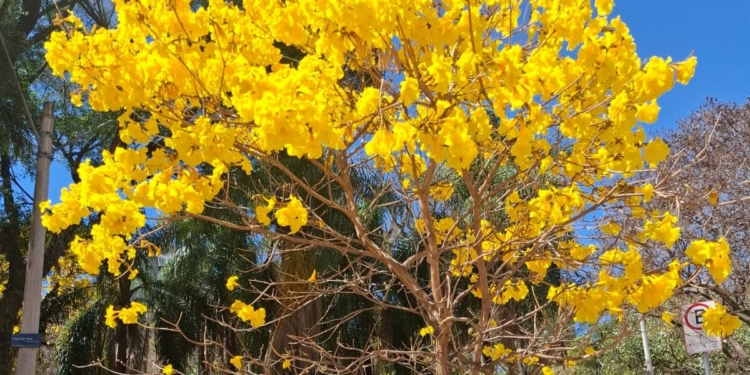 Primavera convida a recomeçar – por Kátia Camargo