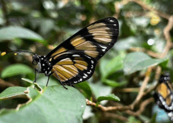 Mata de Santa Genebra abriga 706 espécies de borboletas, aponta estudo da Unicamp