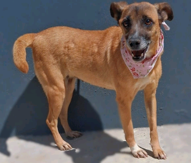 Taquaral terá mais uma edição de feira de Adoção neste domingo