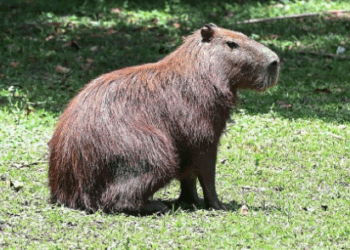 Campinas começa manejo reprodutivo de capivaras no Ecológico: ação contra maculosa
