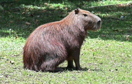 Campinas começa manejo reprodutivo de capivaras no Ecológico: ação contra maculosa
