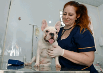 Consultório Veterinário Móvel atende no Bosque dos Jequitibás a partir desta segunda