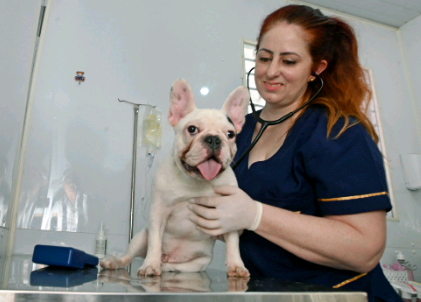 Consultório Veterinário Móvel atende no Bosque dos Jequitibás a partir desta segunda