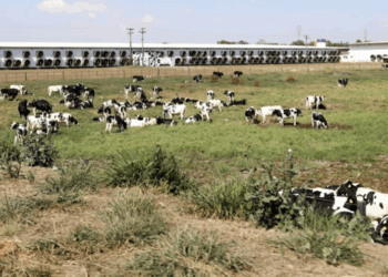 Fazenda em Araras lidera ranking dos maiores produtores de leite do país