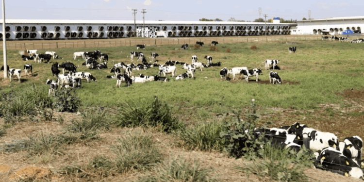 Fazenda em Araras lidera ranking dos maiores produtores de leite do país