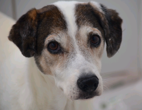 Rota das Bandeiras realiza neste sábado feira de adoção de cães resgatados nas rodovias