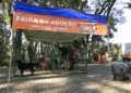 Feira de Adoção de Animais em Campinas acontece neste sábado no Ouro Verde