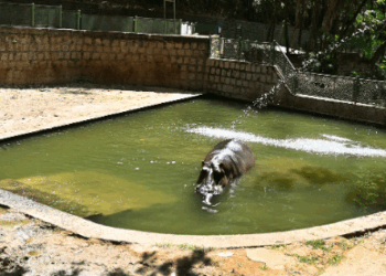 Bosque Interativo neste sábado terá festa de aniversário para o hipopótamo Dinho