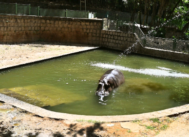 Bosque Interativo neste sábado terá festa de aniversário para o hipopótamo Dinho