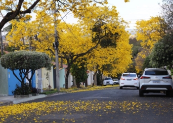 Flores de ipê amarelo transformam rua de Jaguariúna em ponto de contemplação