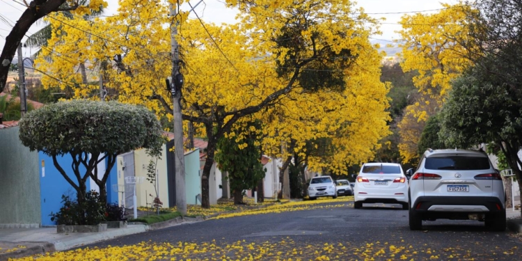 Flores de ipê amarelo transformam rua de Jaguariúna em ponto de contemplação