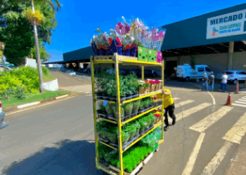Ceasa Campinas abre licitação para uso de 171 espaços no Mercado de Flores