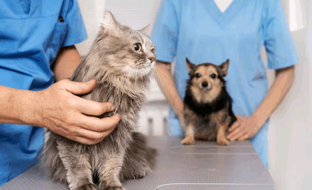 Artigo – Planos de saúde para animais de estimação: necessidade de regulamentação para a proteção ao consumidor – por Ana Luísa Murback