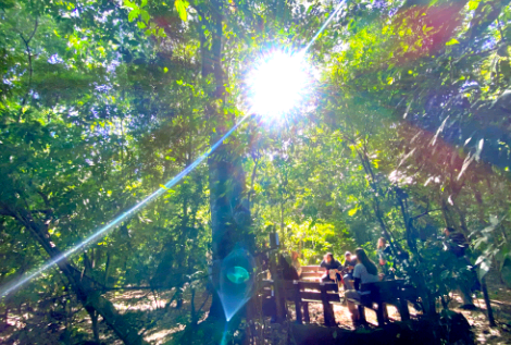 Campinas promove Semana do Dia da Árvore 2025 com programação educativa e comunitária