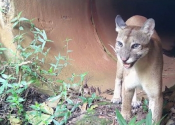 Onça-parda é eleita a Mascote do Centro de Educação Ambiental Mata de Santa Genebra