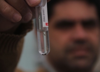 Hortolândia diz que índice de densidade larvária de Aedes aegypti na cidade é baixo