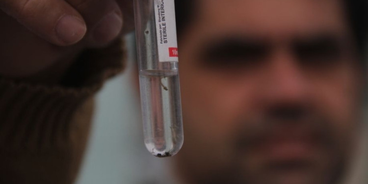 Hortolândia diz que índice de densidade larvária de Aedes aegypti na cidade é baixo