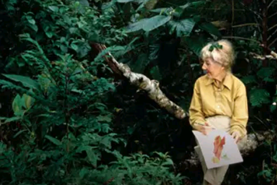 COP 30 e a relação da arte e natureza – por José Pedro Martins