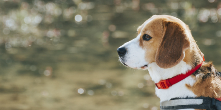 Galleria Shopping realiza encontro de cães da raça Beagle com programação gratuita