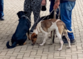 Hortolândia abre inscrições para mutirão de castração de cães e gatos