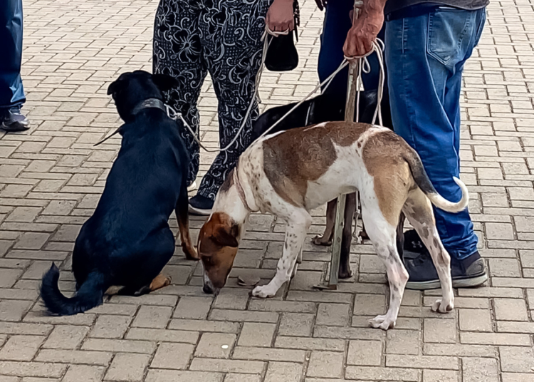 Hortolândia abre inscrições para mutirão de castração de cães e gatos