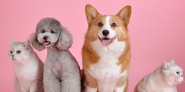 Outubro Rosa Pet: câncer de mama em cadelas e gatas exige prevenção