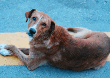 Câmara de Campinas vota projeto que reconhece direitos dos ‘animais comunitários’