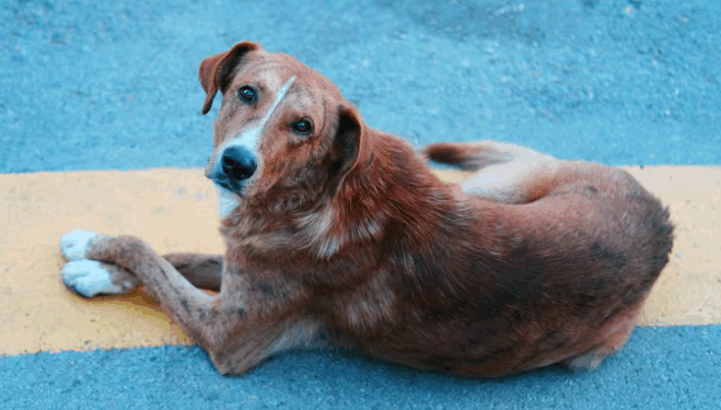 Câmara de Campinas vota projeto que reconhece direitos dos ‘animais comunitários’
