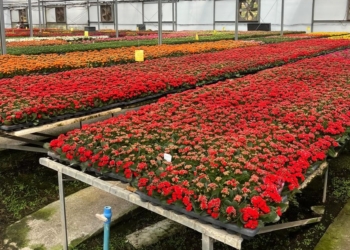 Setor de flores prevê alta de 7% nas vendas no Dia de Finados