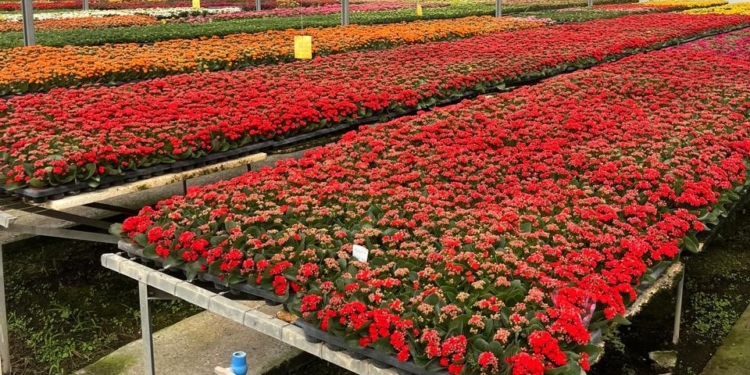 Setor de flores prevê alta de 7% nas vendas no Dia de Finados